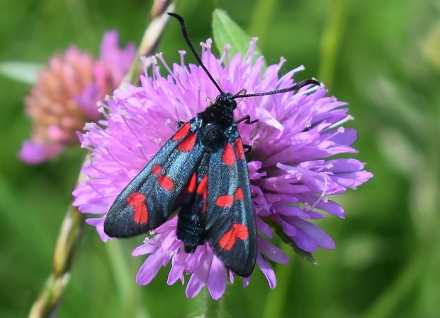 Zygaena viciae charon (Zygaenidae)?	No, Zygaena filipendulae